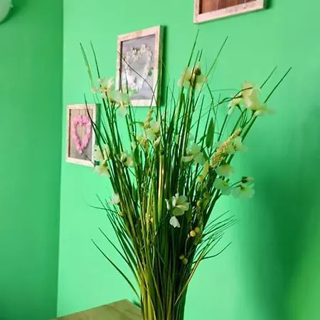 Amadeus 5 , Green Studio Σάνι Μπιτς
